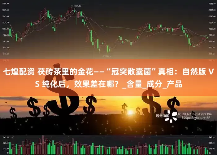 七煌配资 茯砖茶里的金花——“冠突散囊菌”真相：自然版 VS 纯化后，效果差在哪？_含量_成分_产品